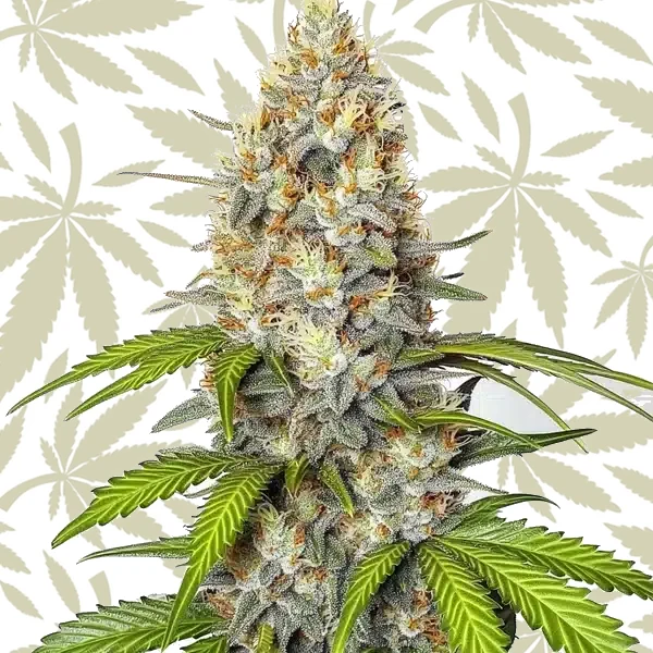 Chronic Widow cannabis strain plant