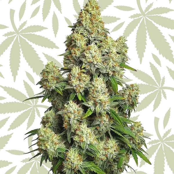 Cinderella 99 Auto cannabis strain plant