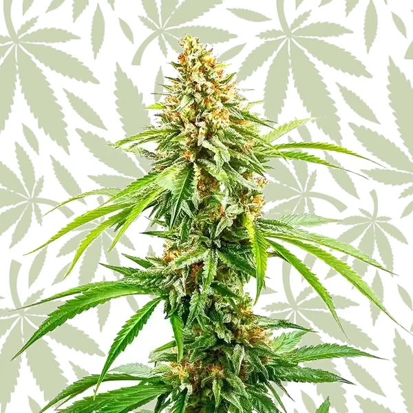 Cinderella 99 Fast Version cannabis strain plant