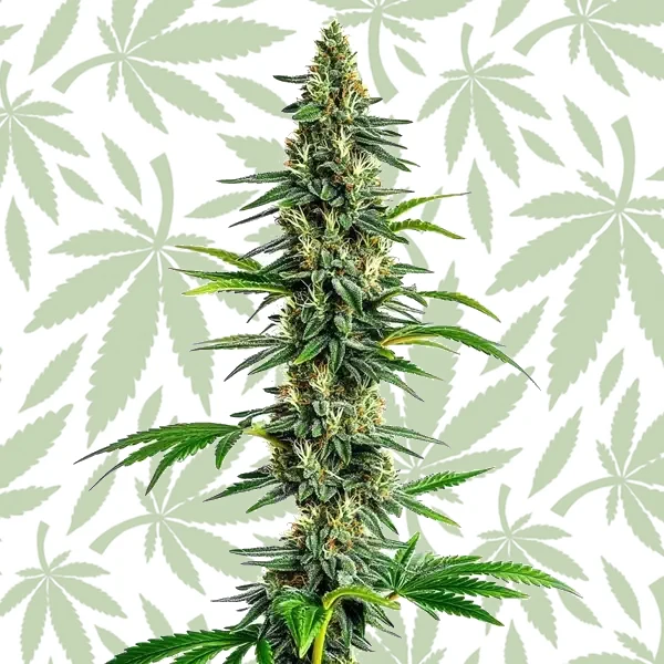 Cinderella 99 x Amnesia Haze cannabis strain plant