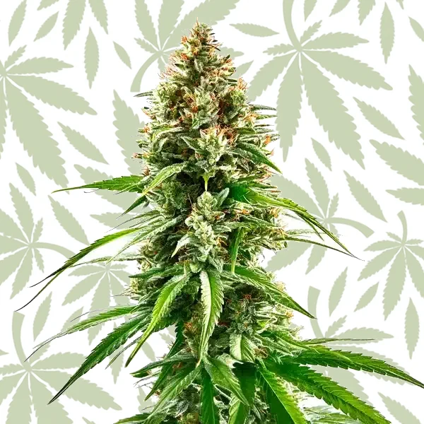 Cinderella 99 x Blueberry cannabis strain plant