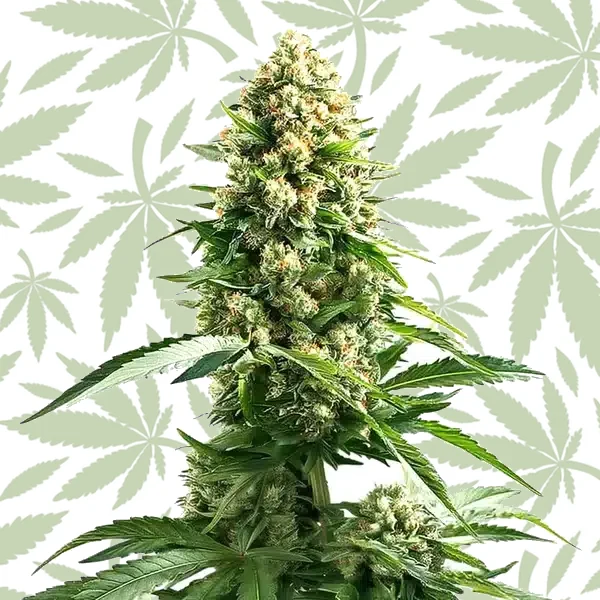 Cinderella 99 x Kali Mist cannabis strain plant