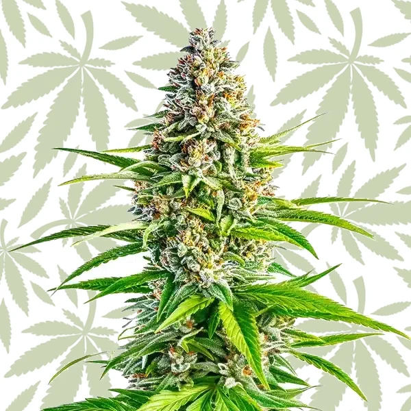 Cinderella 99 x Lemon Pie cannabis strain plant