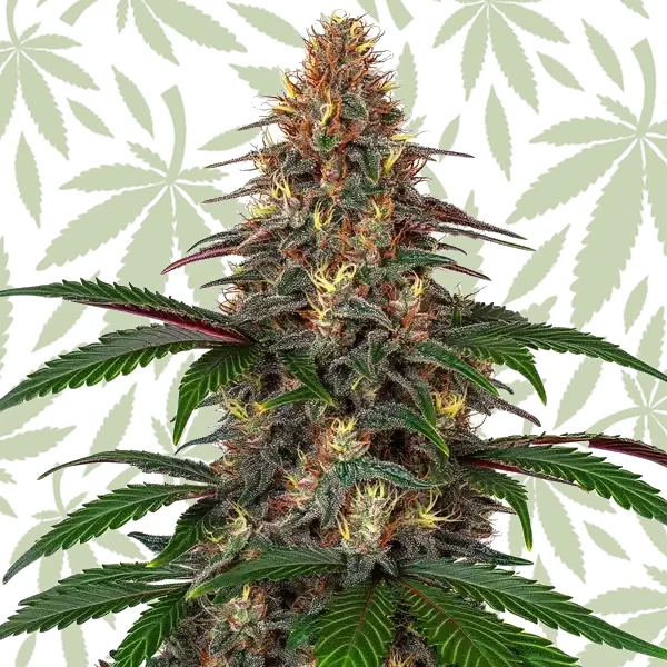 Cinderella 99 x Somango cannabis strain plant