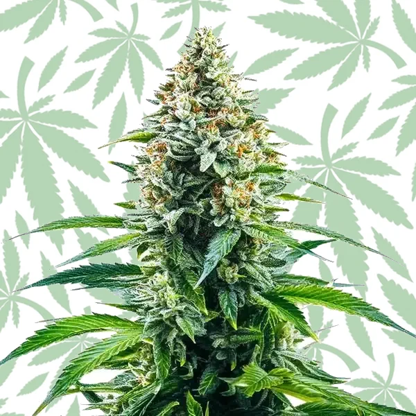 Cinderella 99 x Tangilope cannabis strain plant