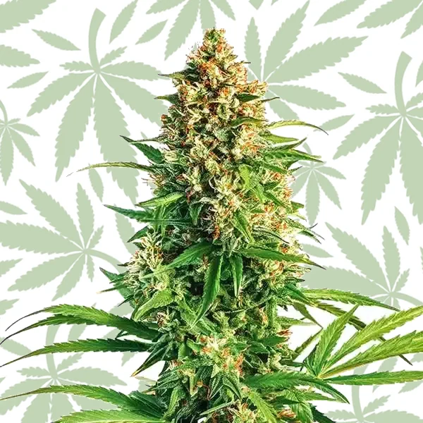 Cinderella 99 x Taskenti cannabis strain plant
