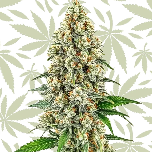 Cinderella 99 cannabis strain plant