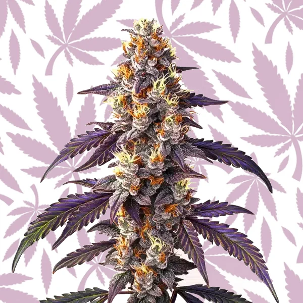 Cinderella99 x Blueberry Fast Version cannabis strain plant