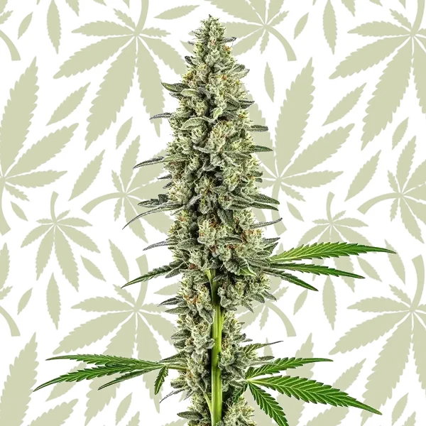 Cindy 99 Regular cannabis strain plant