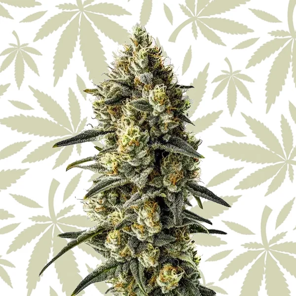 Cindy 99 cannabis strain plant