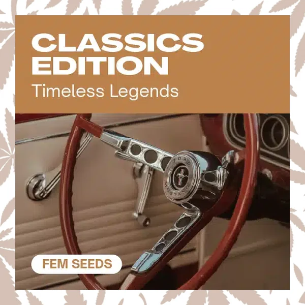 Classics Edition cannabis strain plant