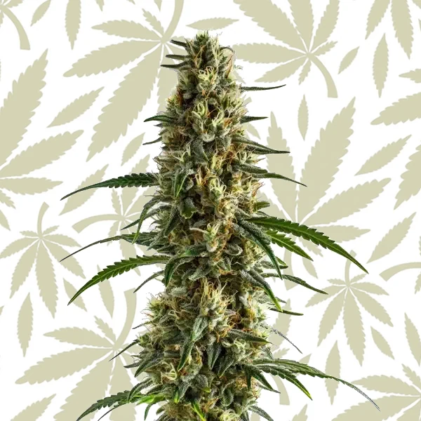 Clementine cannabis strain plant