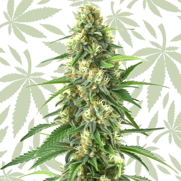 Colombian Gold Auto cannabis strain plant