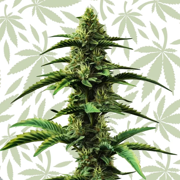 Colombian Gold Regular cannabis strain plant