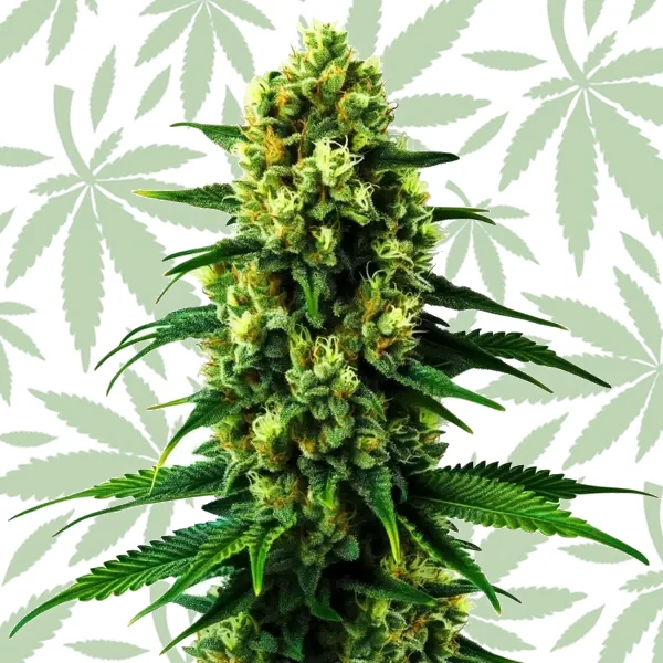Colombian Gold cannabis strain plant