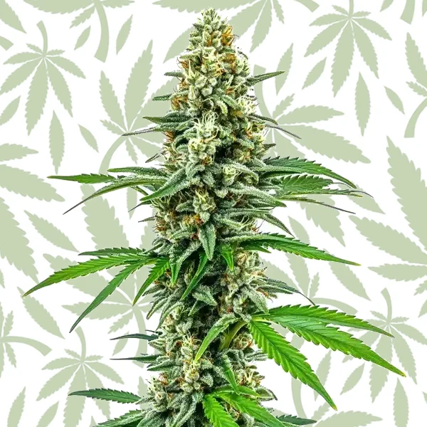 Cookies and Cream cannabis strain plant