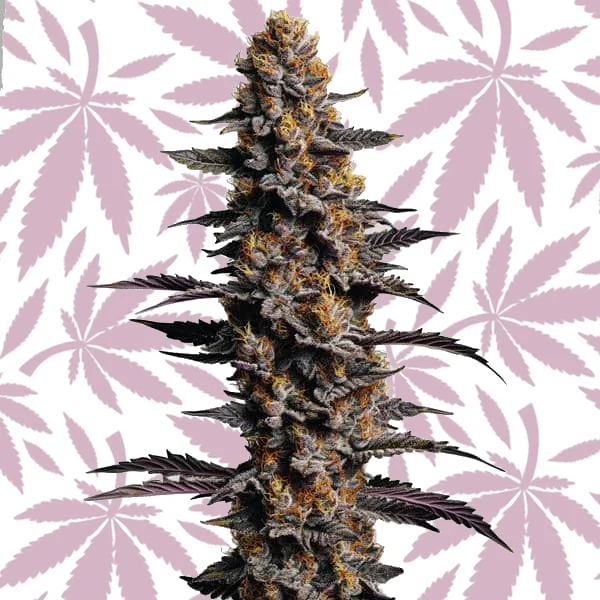 Cookies and Cream Auto cannabis strain plant