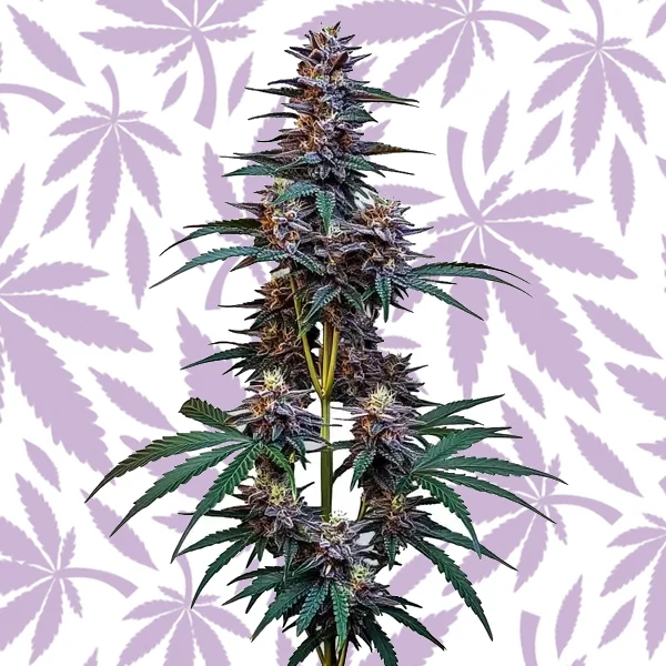Cookies x Berry Auto cannabis strain plant