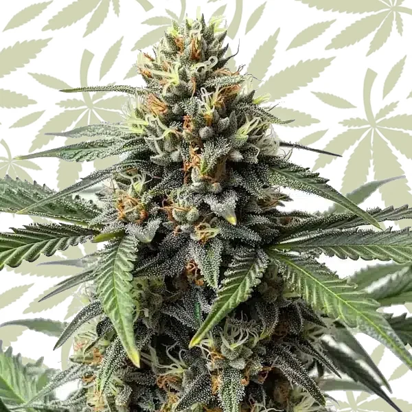 Cr + cannabis strain plant