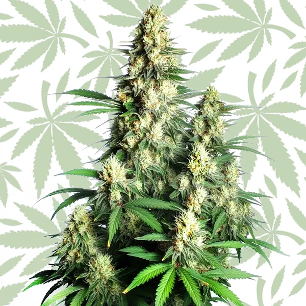 Cream Candy Auto cannabis strain plant