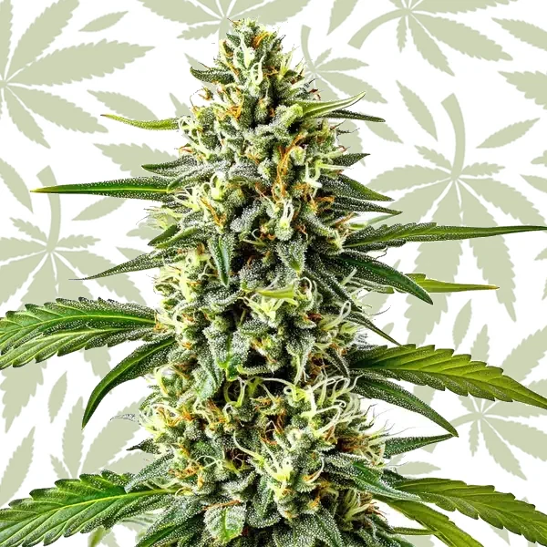 Cream Caramel Auto cannabis strain plant