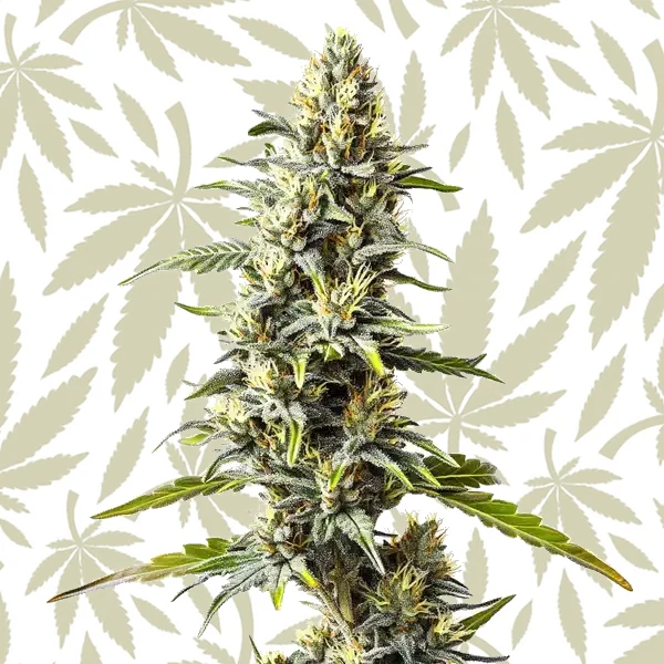 Cream Caramel cannabis strain plant