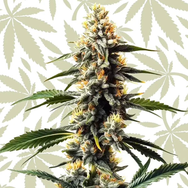 Critic Boom cannabis strain plant