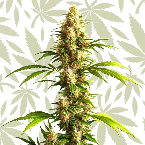 Critical 2.0 Auto cannabis strain plant