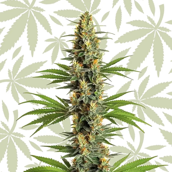 Critical 2.0 cannabis strain plant
