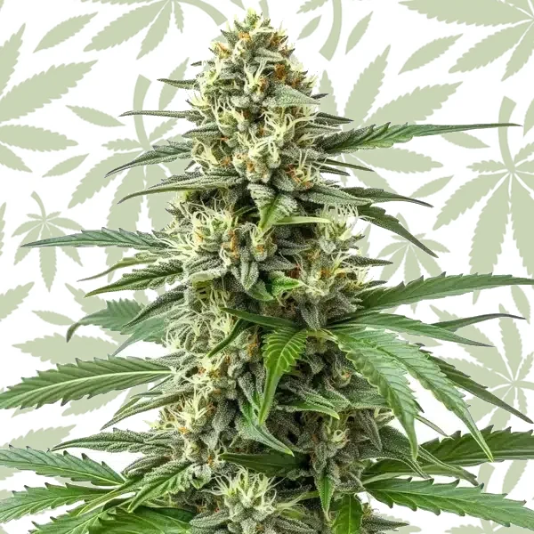 Critical 47 F1 cannabis strain plant