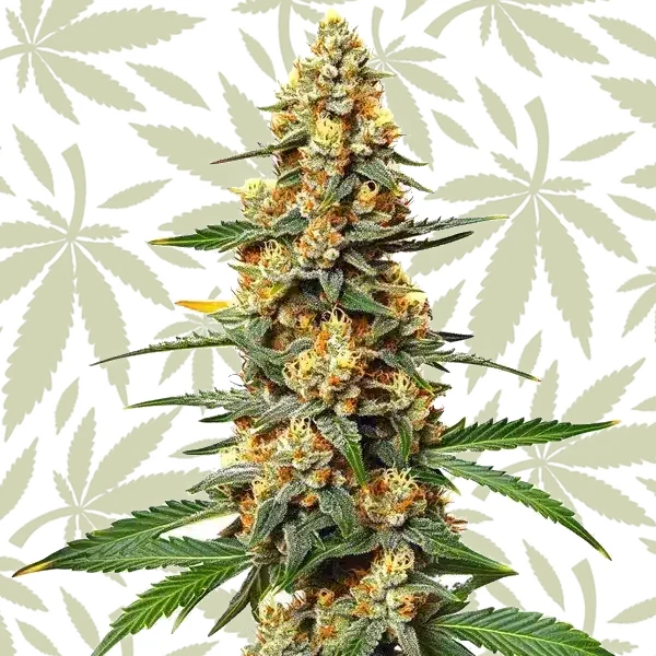 Critical 47 cannabis strain plant