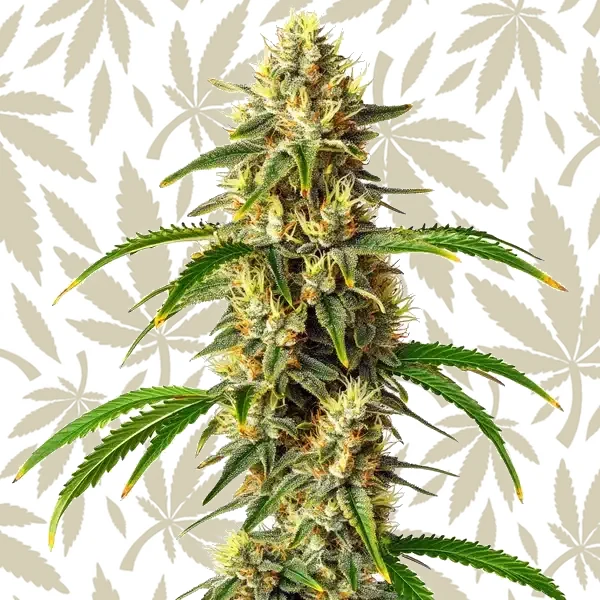Critical Auto cannabis strain plant