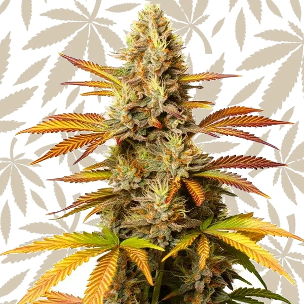 Critical Banana cannabis strain plant