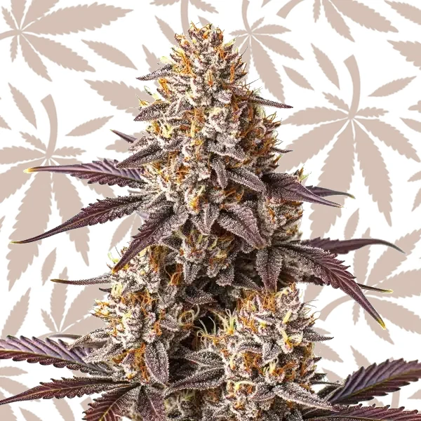 Critical Bilbo Auto cannabis strain plant