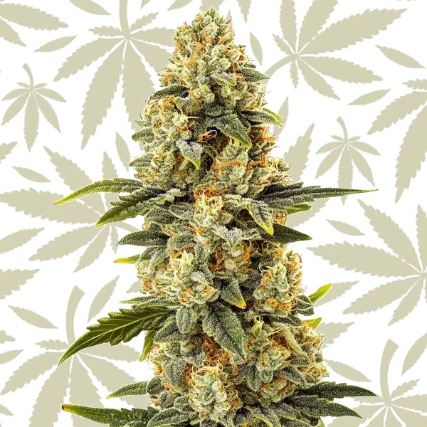 Critical Bilbo Fast Version cannabis strain plant