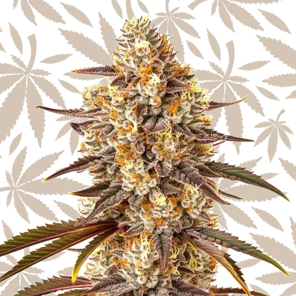 Critical Bilbo x Rainbow Chips Regular cannabis strain plant