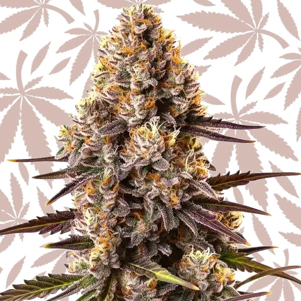 Critical Bilbo cannabis strain plant