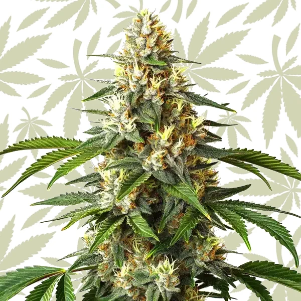 Critical Blue cannabis strain plant