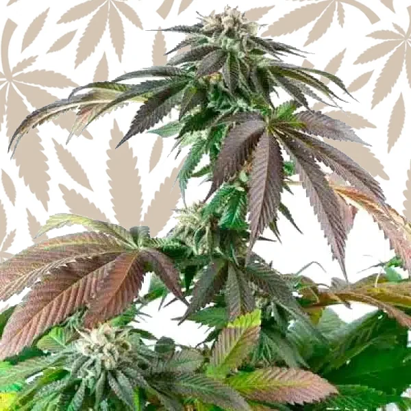 Critical Bubba Kush cannabis strain plant