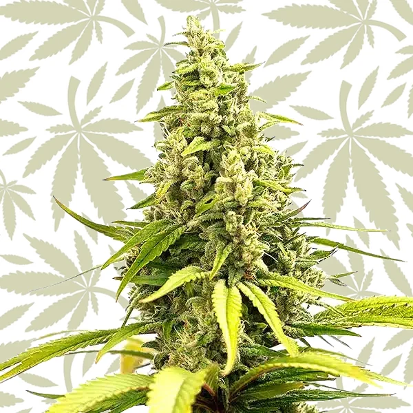 Critical Cream Caramel Auto cannabis strain plant