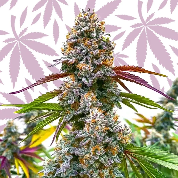 Critical Daddy Purple cannabis strain plant