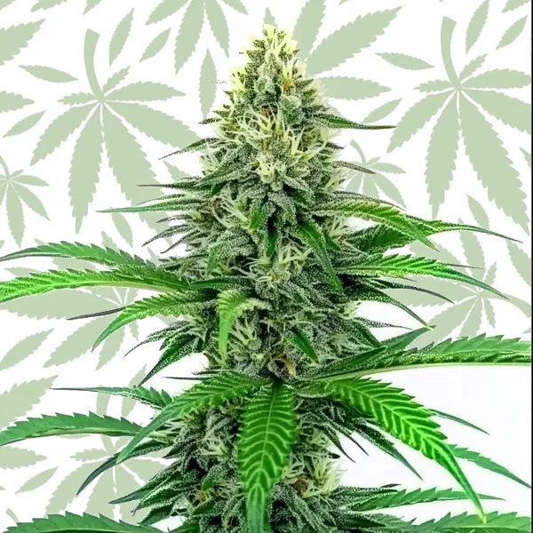 Critical Fast Version cannabis strain plant