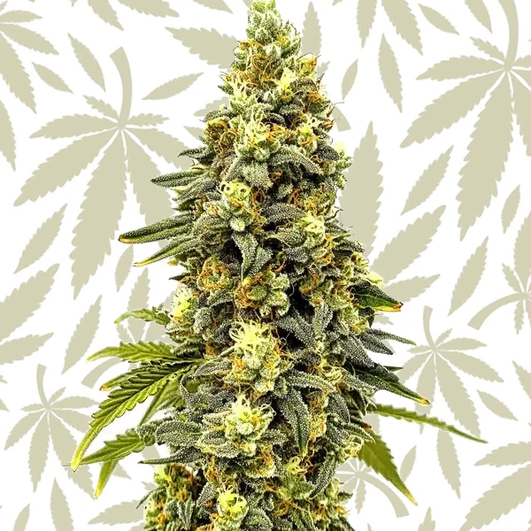 Critical Jack Auto cannabis strain plant