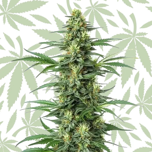 Critical Jack cannabis strain plant