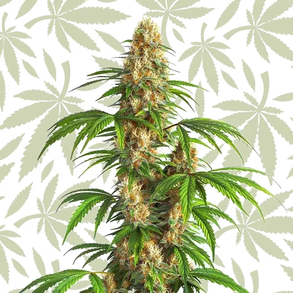 Critical Kush Auto cannabis strain plant