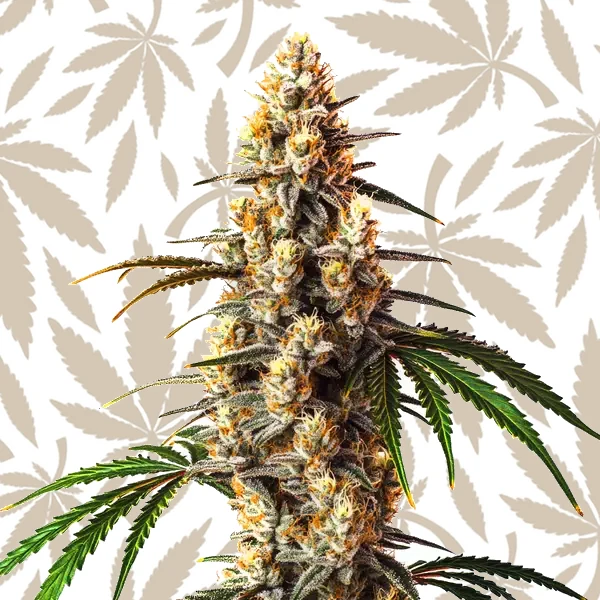 Critical Kush cannabis strain plant
