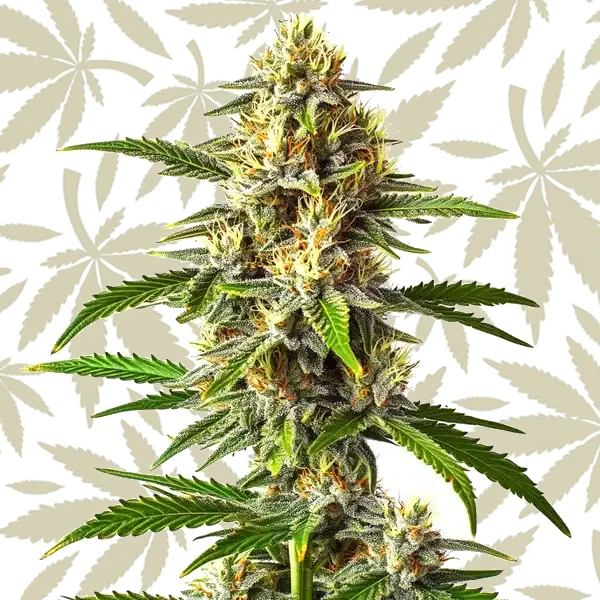 Critical Mass Auto cannabis strain plant
