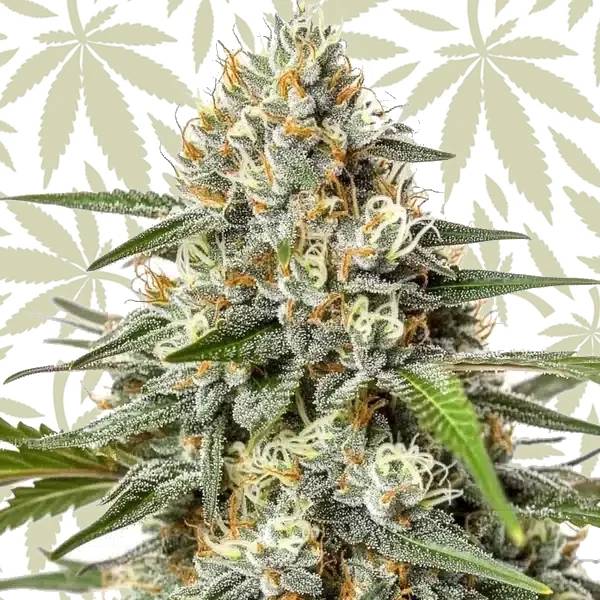 Critical Nicky Kush cannabis strain plant