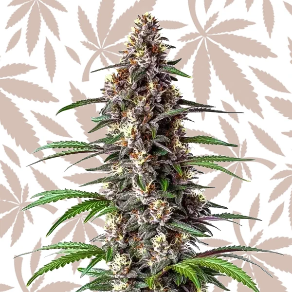 Critical Purple Auto cannabis strain plant