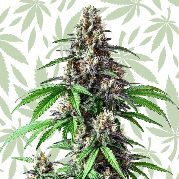 Critical Purple Kush x Bruce Banner Regular cannabis strain plant